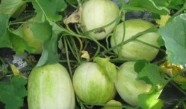 吃瓜过多导致,揭秘网络信息过载的代价