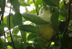 梦见吃瓜叶,揭秘吃瓜叶的神秘寓意