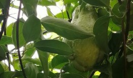 梦见吃瓜叶,揭秘吃瓜叶的神秘寓意