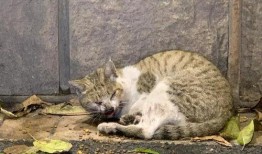 流浪猫吃瓜图片,诠释城市角落的温馨瞬间