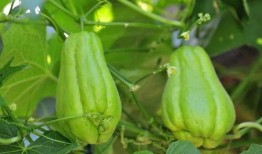 两岁小孩能否吃佛手瓜,营养与适宜性探讨