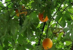 潮汕吃吊瓜,传统与创新交融的味蕾盛宴