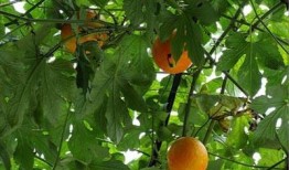 潮汕吃吊瓜,传统与创新交融的味蕾盛宴