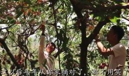 虎子妈吃瓜,揭秘娱乐圈幕后故事