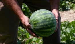 好书吃瓜,揭秘文学与娱乐的跨界盛宴