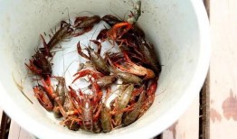 钓鱼吃瓜哥,揭秘网络红人的日常生活与娱乐