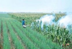 黄河滩飞吃瓜,夏日消暑新风尚