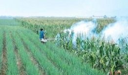 黄河滩飞吃瓜,夏日消暑新风尚