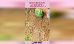 钓鱼吃瓜哥,揭秘网络红人的日常生活与娱乐