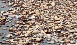 黄河滩飞吃瓜,夏日消暑新风尚