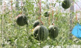 青海本地吃瓜视频,带你领略高原风味