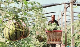 黄河滩飞吃瓜,夏日消暑新风尚