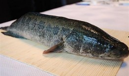 黑鱼吃瓜网址,揭秘网络热点的背后真相