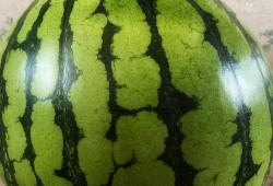 怎样表演吃瓜,揭秘吃瓜表演的绝妙技巧