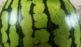 怎样表演吃瓜,揭秘吃瓜表演的绝妙技巧