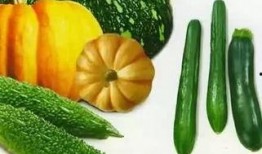 吃最便宜的瓜,探寻最便宜的瓜，品味生活智慧