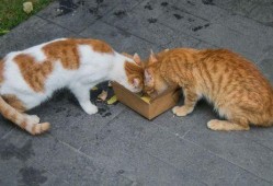 流浪猫吃瓜图片,诠释城市角落的温馨瞬间