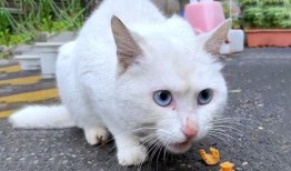 流浪猫吃瓜图片,诠释城市角落的温馨瞬间