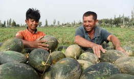 喀什人吃伽师瓜视频,探寻伽师瓜的独特魅力