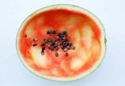 秋天吃瓜要用勺子吃文案,尽享丰收滋味时