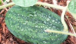 全网吃瓜地址,揭秘“吃瓜”背后的热门事件追踪