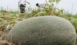 喀什人吃伽师瓜视频,探寻伽师瓜的独特魅力