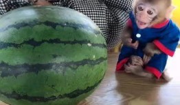 泡泡姥姥住院吃瓜,邻里街坊共吃瓜，温情满满暖人心