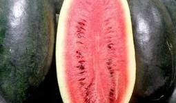 内蒙瓜怎么吃最好吃,解锁最佳食用秘诀