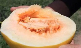 巴西蜜瓜怎么吃,从清新沙拉到甜蜜甜品