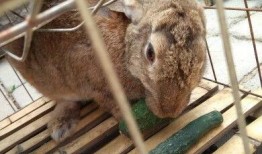 猎奇兔吃瓜,揭秘娱乐圈背后的秘密