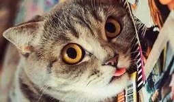 吃瓜群众猫咪,猫咪视角下的吃瓜群众众生相