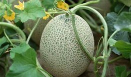 喜欢吃哈密瓜的一段话,甜蜜诱惑，尽享夏日清新