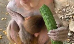 猴子吃瓜串词,一场猴子的夏日美食盛宴