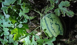 怎样消灭吃瓜叶的守瓜虫,彻底根除瓜叶守瓜虫的困扰