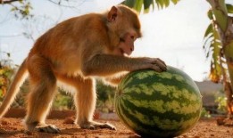 猴瓜可以吃吗,能否食用及营养价值解析