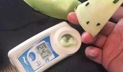 月露瓜怎么吃,解锁美味新体验