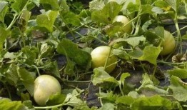 吃的玉瓜,探寻传统与创新的完美融合