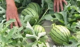 炮弹吃瓜视频大全