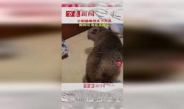 吃瓜群众猫咪,猫咪视角下的吃瓜群众众生相