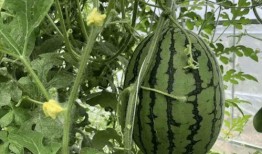 后屯村吃瓜,共享欢乐时光