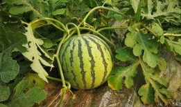 吃瓜回归,揭秘娱乐圈幕后风云