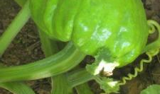 怎样消灭吃瓜叶的守瓜虫,彻底根除瓜叶守瓜虫的困扰