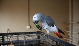 鹦鹉吃瓜视频全集,趣味视频全集精彩回顾