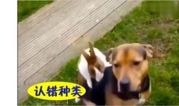 不喜欢看吃瓜视频,拒绝吃瓜视频的深度思考