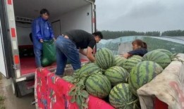 爱心助农 吃瓜图片,瓜果飘香——共筑丰收喜悦