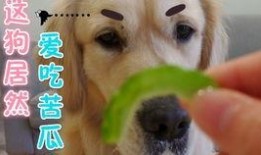 豚鼠吃瓜视频,萌态十足引网友爆笑