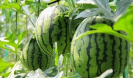 在哪里能免费吃瓜,畅享夏日清凉新体验