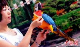 鹦鹉吃瓜视频全集,趣味视频全集精彩回顾