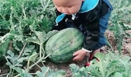 孩子在田里吃瓜,孩子纯真味蕾的夏日记忆
