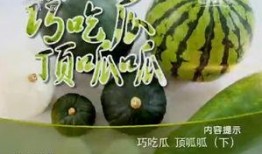 健康之路巧吃瓜,健康生活——巧吃瓜果，解锁健康之路